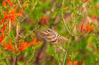 USA, New Mexico. White-lined sphinx moth feeding on flower. Art Print